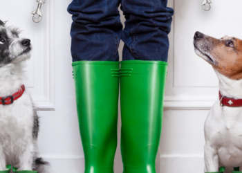 Est-ce une bonne idée d'avoir un chien ?