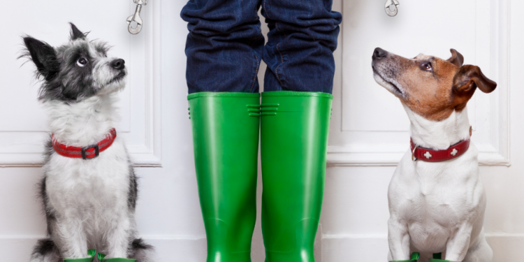 Est-ce une bonne idée d'avoir un chien ?