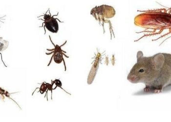 Quels insectes dans la maison ?