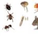 Quels insectes dans la maison ?