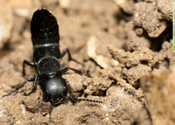 Est-ce que le Staphylin piqué ?