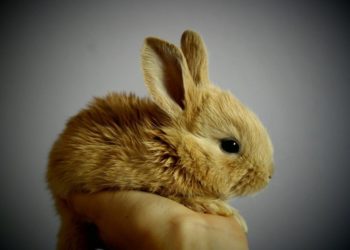 Comment savoir l'âge d'un lapin nain bélier ?