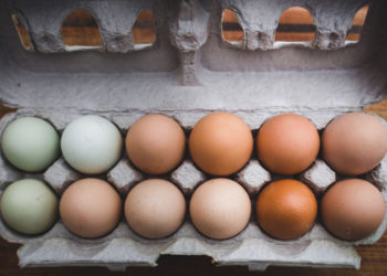 Pourquoi les ornithorynques pondent des œufs ?