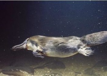 Pourquoi l'ornithorynque pond des œufs ?