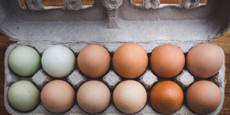 Pourquoi les ornithorynques pondent des œufs ?