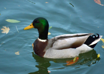 Quel est le nom du canard sauvage ?