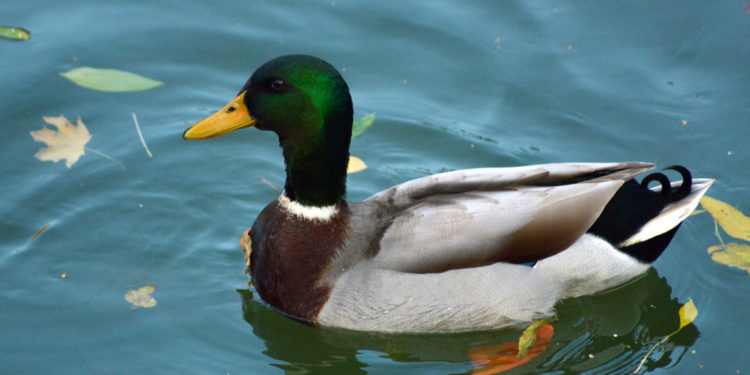 Quel est le nom du canard sauvage ?