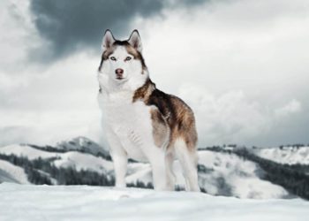 Quelle est la race du chien belle ?