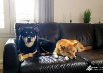 Quel race de chien peut rester seul à la maison ?