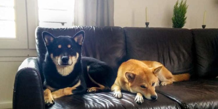 Quel race de chien peut rester seul à la maison ?