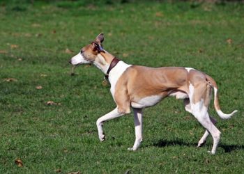 Quelle est la race de chien la plus fidèle ?