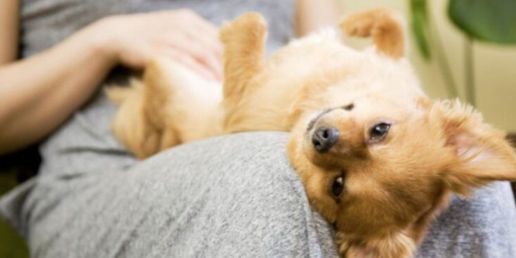 Quel est le chien le plus sociable ?