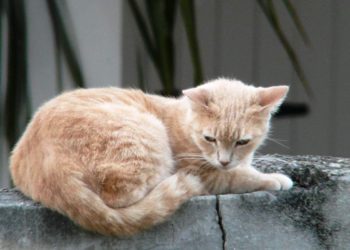 Comment appeler son chat noir ?