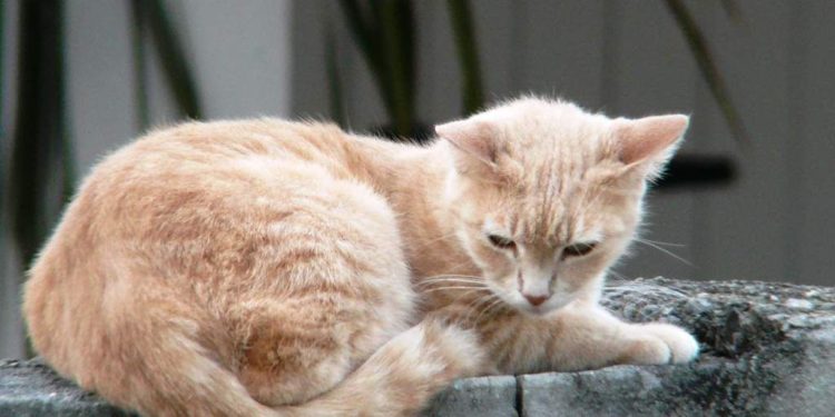 Comment appeler son chat noir ?