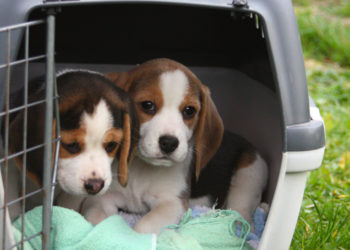 Comment trouver un nom pour une chienne ?