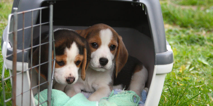 Comment trouver un nom pour une chienne ?