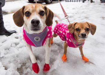 Quel est le meilleur prénom pour un chien ?