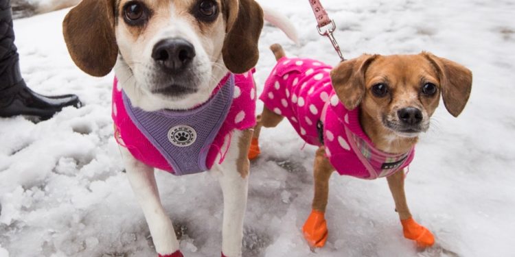 Quel est le meilleur prénom pour un chien ?