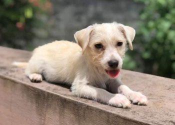 Comment s'appelle un chiot femelle ?