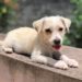 Comment s'appelle un chiot femelle ?