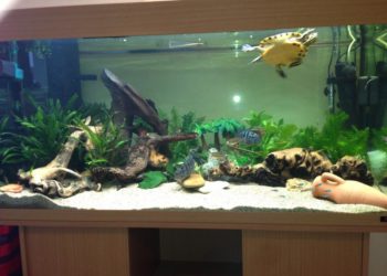 Quel nom pour tortue ?