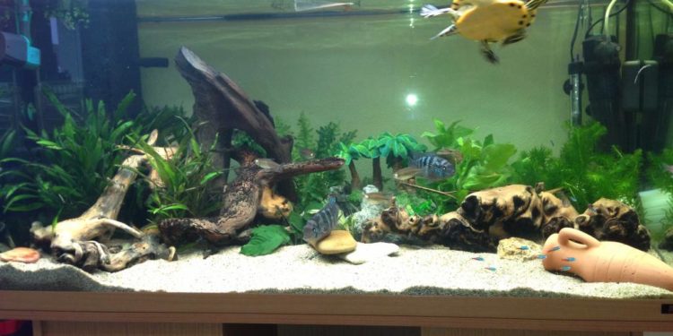 Quel nom pour tortue ?