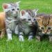 Comment appeler son chat ?