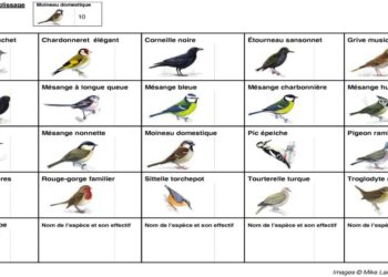 Comment identifier un oiseau du jardin ?