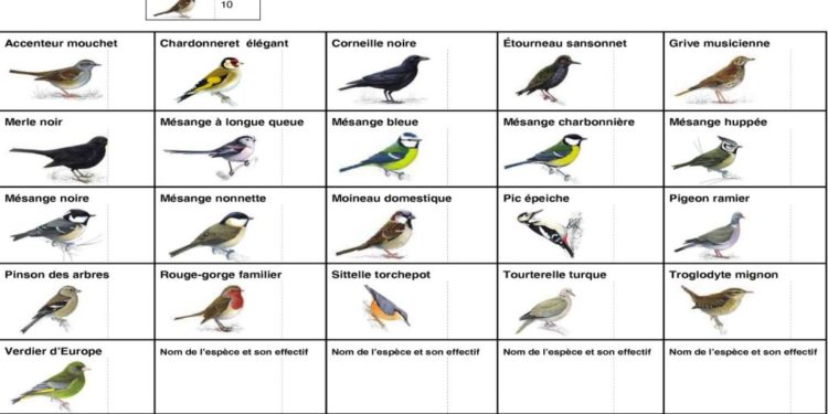 Comment identifier un oiseau du jardin ?