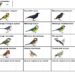 Comment identifier un oiseau du jardin ?