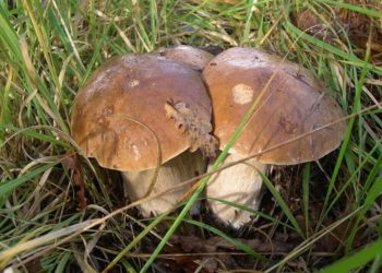 Comment reconnaître les passereaux ?