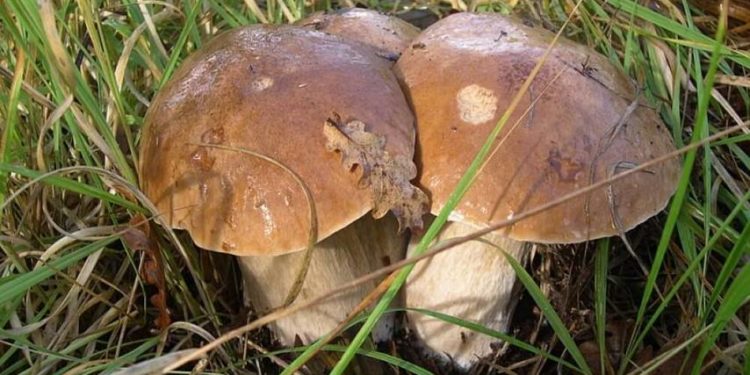 Comment reconnaître les passereaux ?