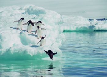 Pourquoi les oiseaux sautillent ?