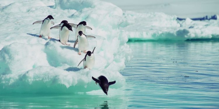 Pourquoi les oiseaux sautillent ?