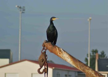Comment s'appelle un oiseau noir avec un bec jaune ?