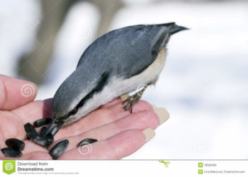Quel animal mange des graines de tournesol ?