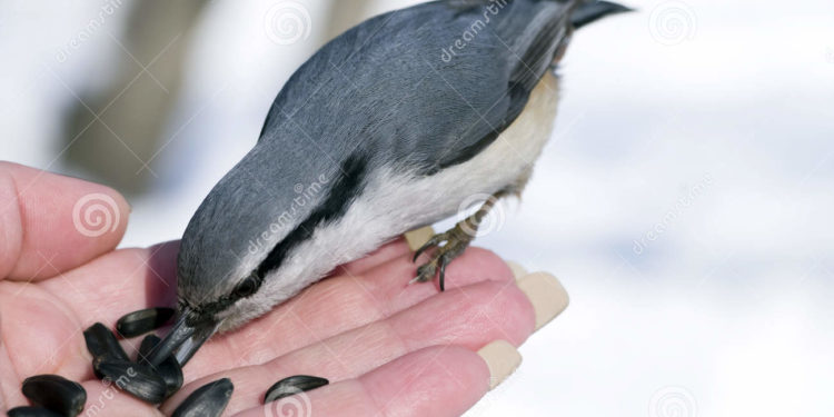 Quel animal mange des graines de tournesol ?