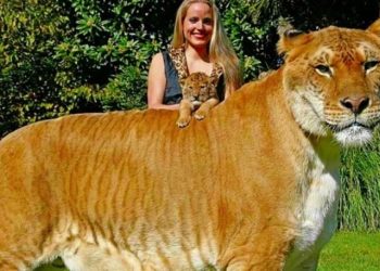 Est-ce que un humain peut se reproduire avec un animal ?