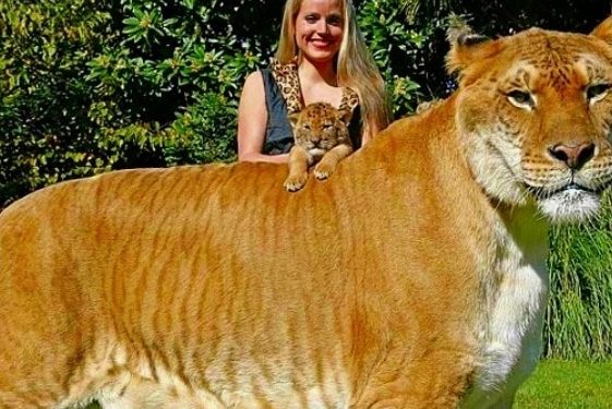 Est-ce que un humain peut se reproduire avec un animal ?