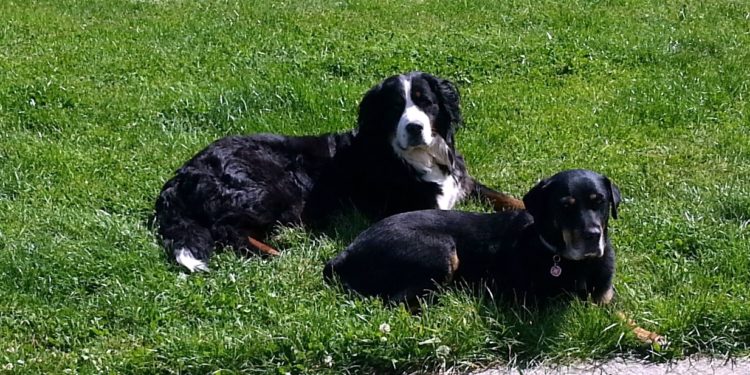 Pourquoi un chien sort son zizi ?