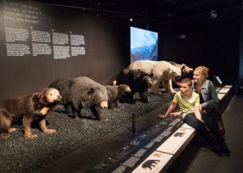 Est-ce que les ours hibernent où hivernent ?