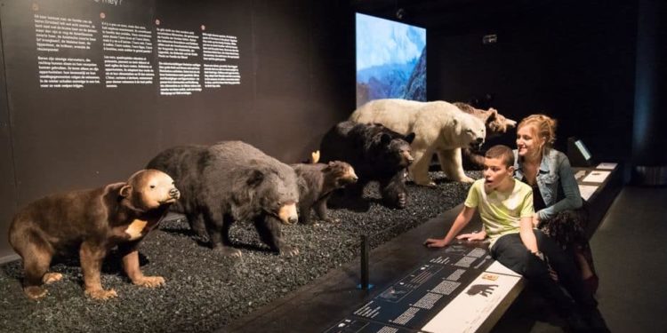 Est-ce que les ours hibernent où hivernent ?