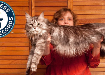 Quel est le chat le plus beau au monde ?