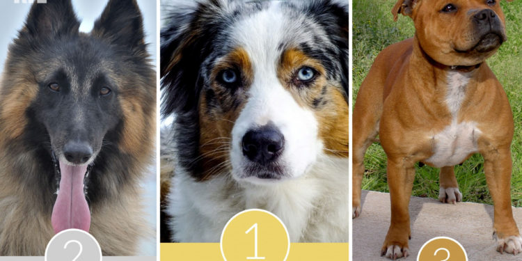 Quel est le chien préféré des Français ?