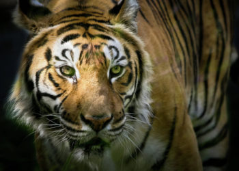 Quel est le singe le plus dangereux ?