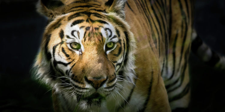 Quel est le singe le plus dangereux ?