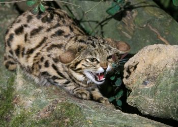 Quel est l'animal qui pèse le plus au monde ?