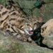 Quel est l'animal qui pèse le plus au monde ?