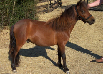 Quel est le poney le plus petit ?