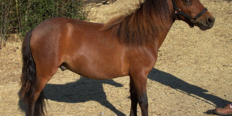 Quel est le poney le plus petit ?